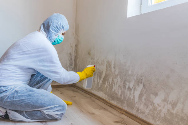 Licensed Basement Mold Remediation service in Wallington, NJ - WQB Mold Removal