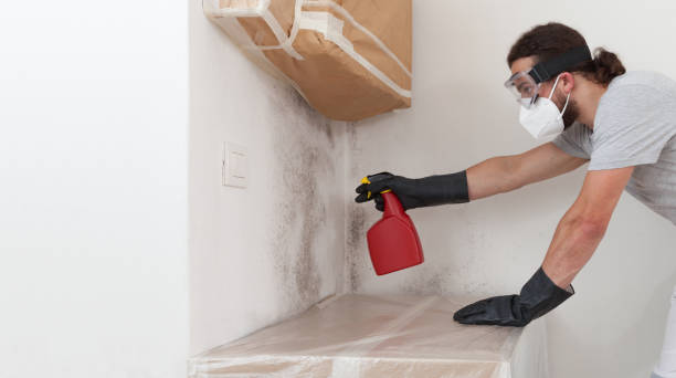 Professional Basement Mold Remediation technician working in Wallington, NJ