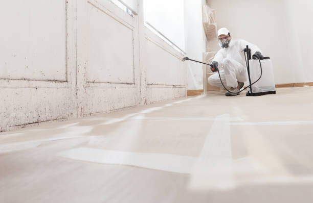 24/7 Emergency Basement Mold Remediation experts in Wallington, NJ