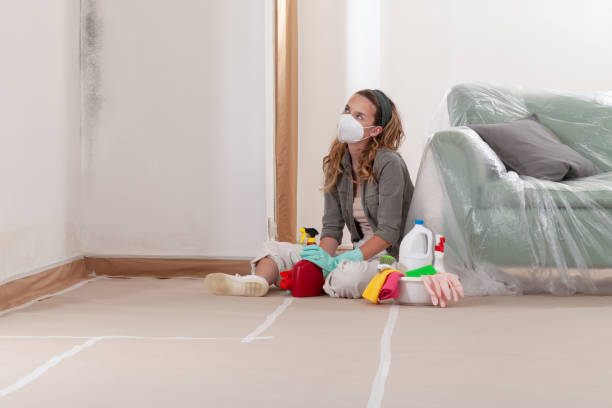 Reliable Basement Mold Remediation contractor in Wallington, NJ by WQB Mold Removal