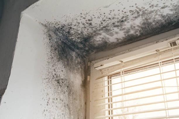 Affordable Basement Mold Remediation solutions in Wallington, NJ