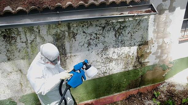 Top rated local Basement Mold Remediation specialists in Wallington, NJ